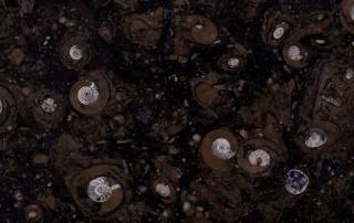 Marmol Black fosil